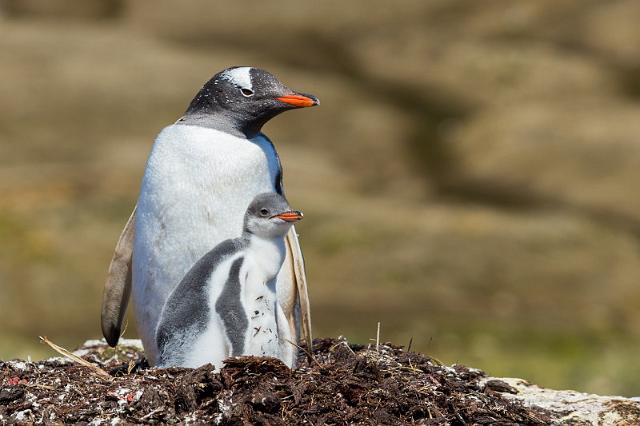 058 Zuid-Georgie, Godthul, ezelspinguins.jpg